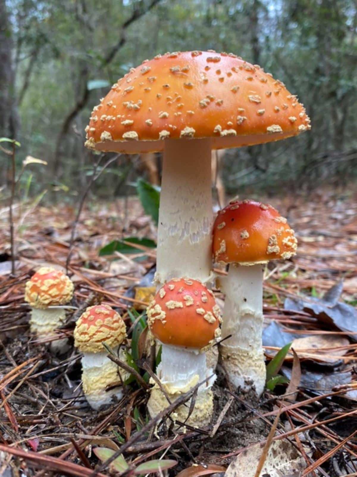 Amanita persicina