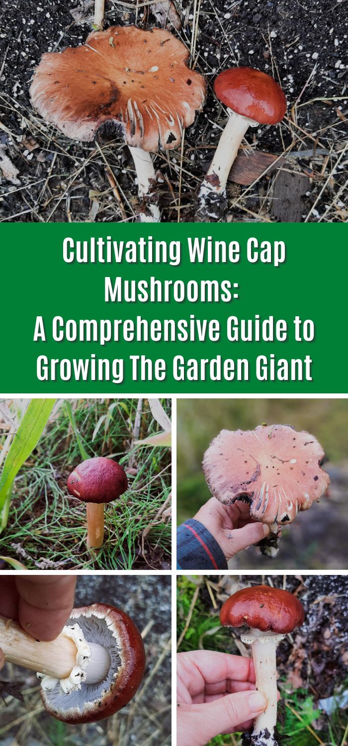 Cultivating Wine Cap Mushrooms A Comprehensive Guide to Growing The
