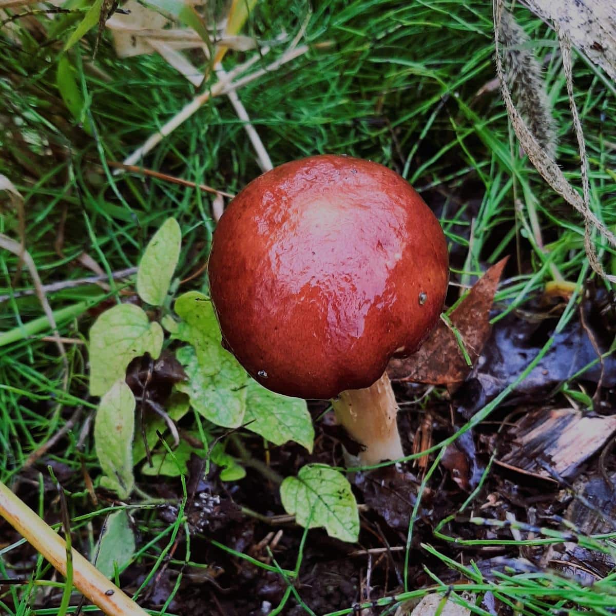 wine cap Stropharia rugoso-annulata