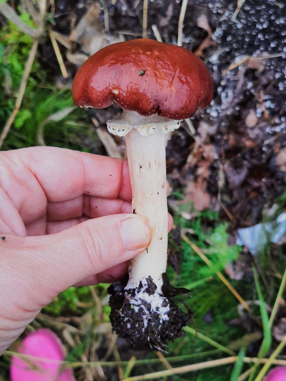 wine cap mushrooms