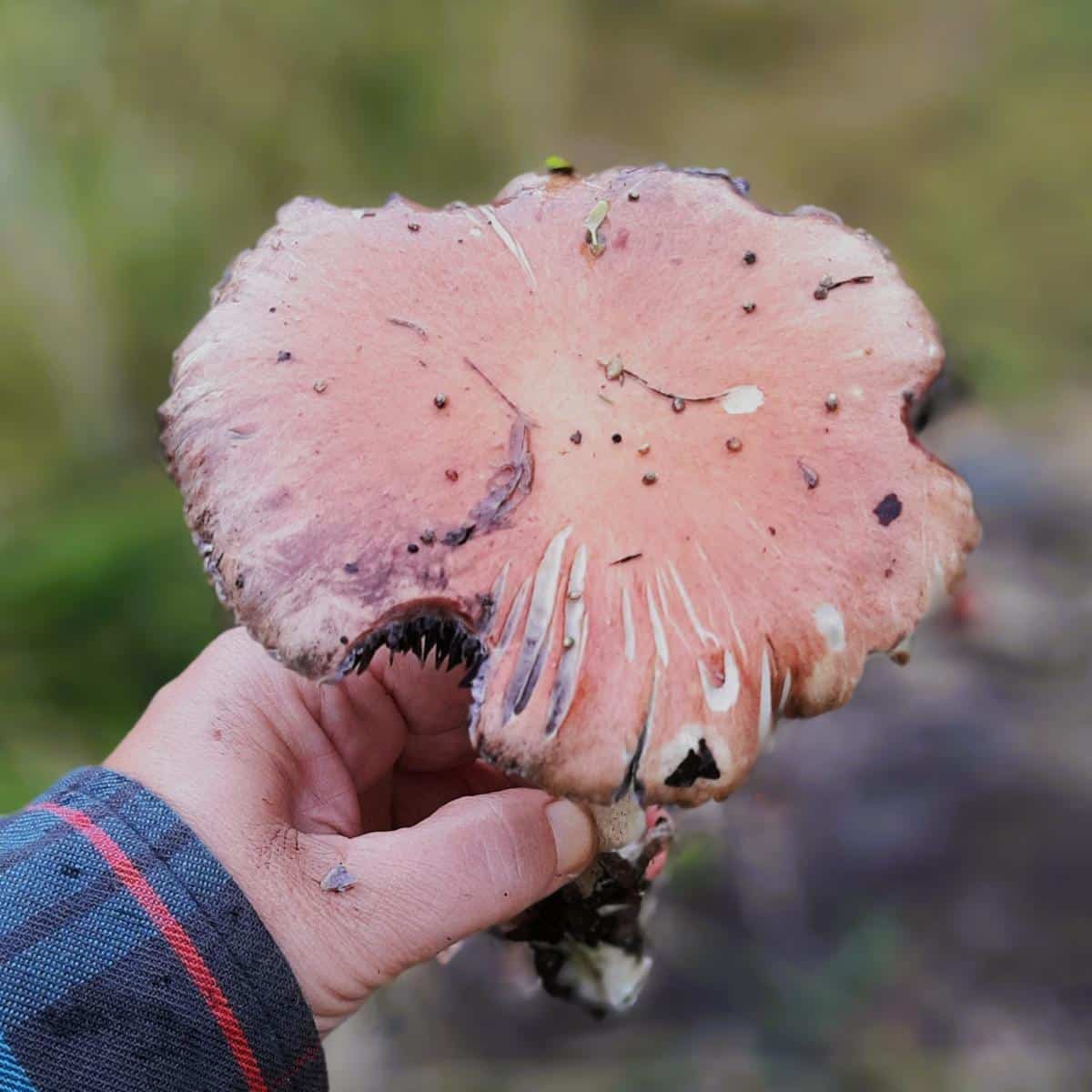 Stropharia rugoso-annulata