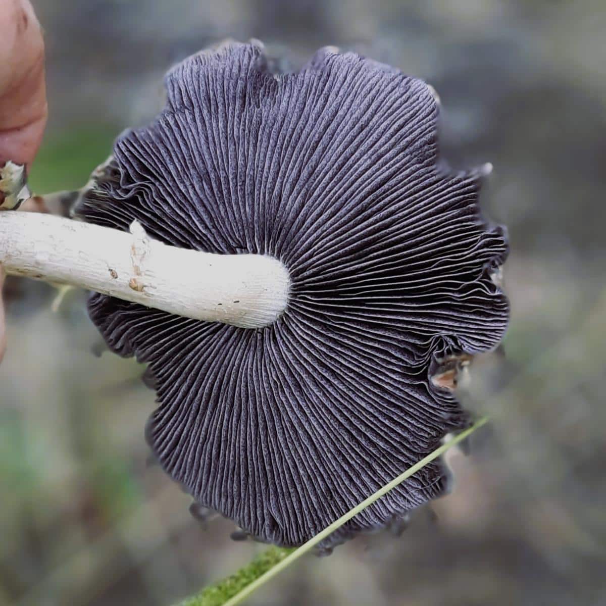 Stropharia rugoso-annulata