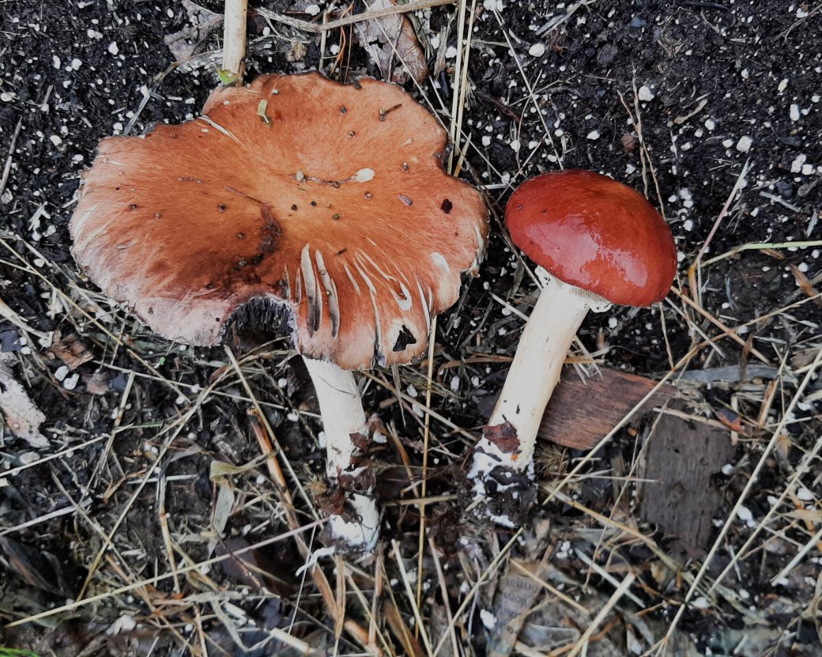 Stropharia rugoso-annulata