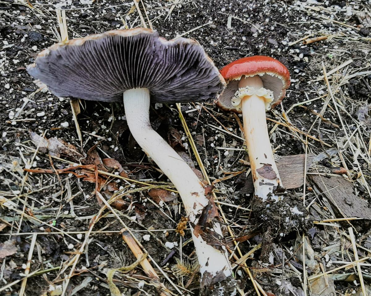 two wine cap mushrooms side by side young and old