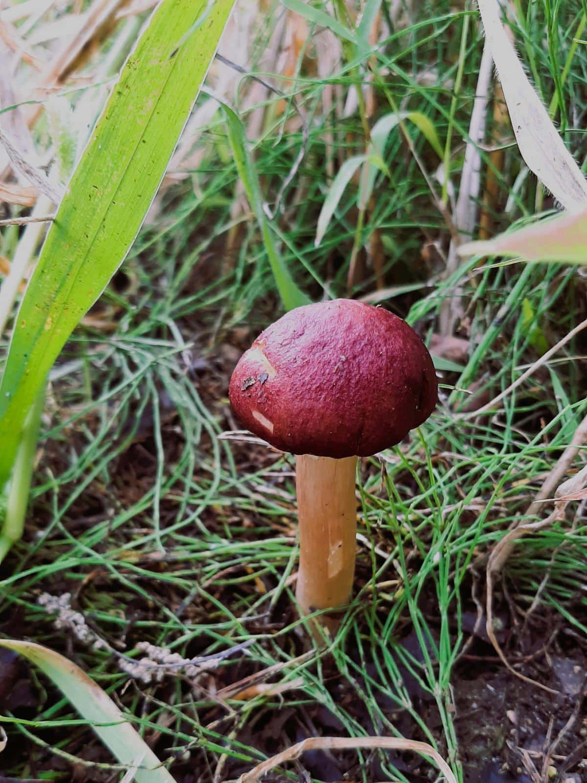 wine cap mushroom