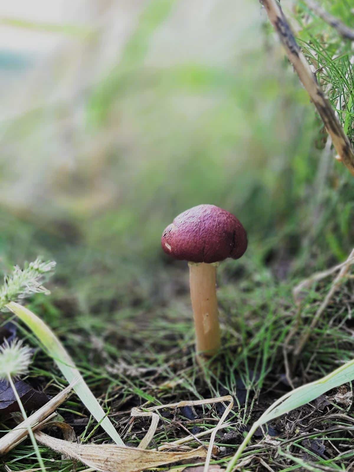 wine cap mushrooms