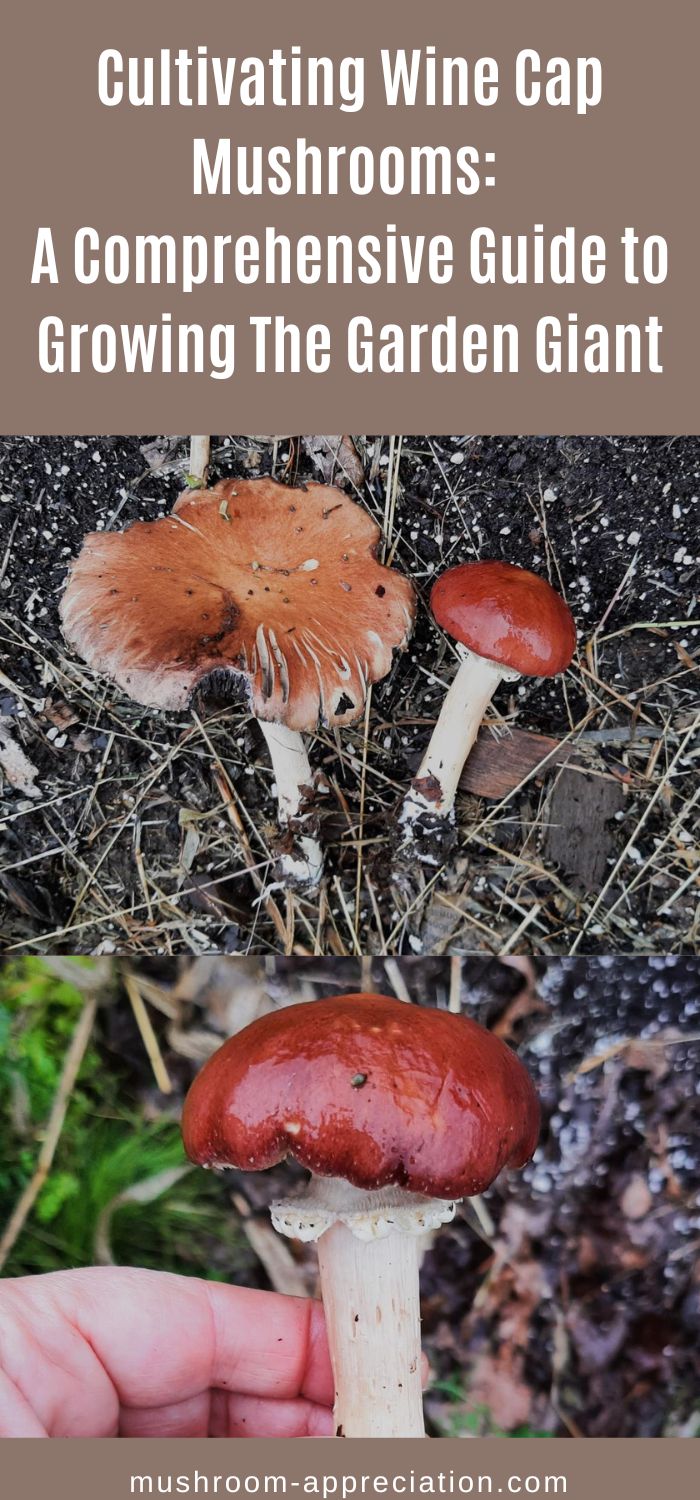 Cultivating Wine Cap Mushrooms A Comprehensive Guide to Growing The