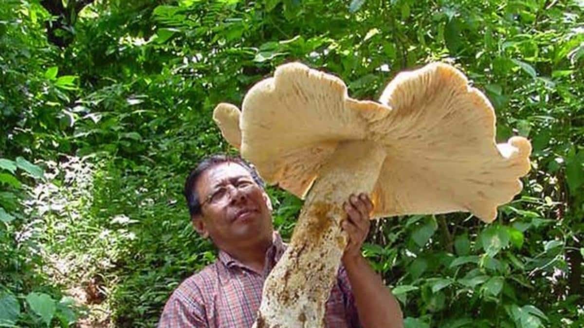 macrocybe titans titan fungus