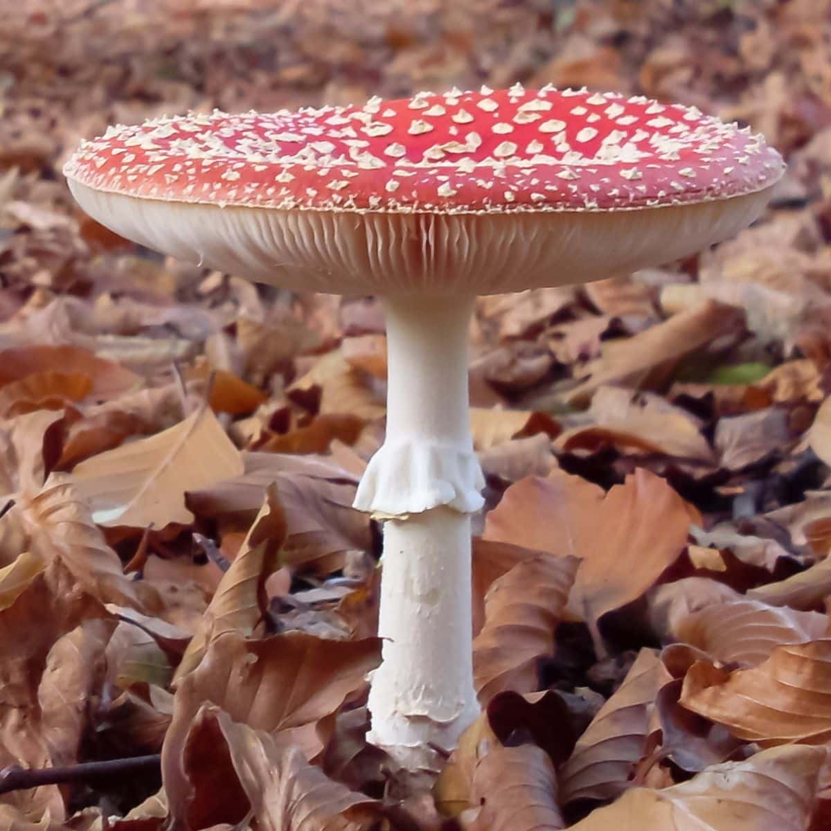 amanita muscaria