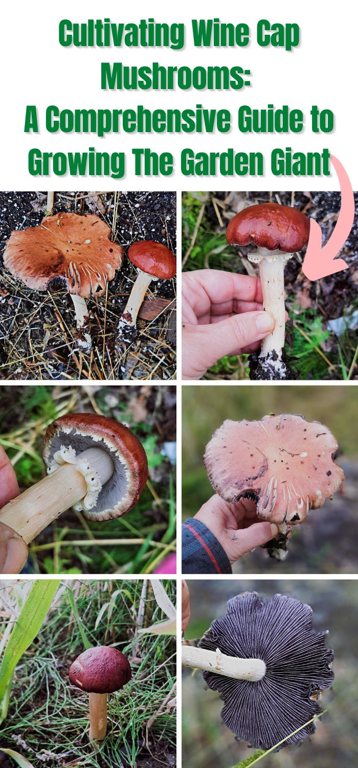 Cultivating Wine Cap Mushrooms A Comprehensive Guide to Growing The