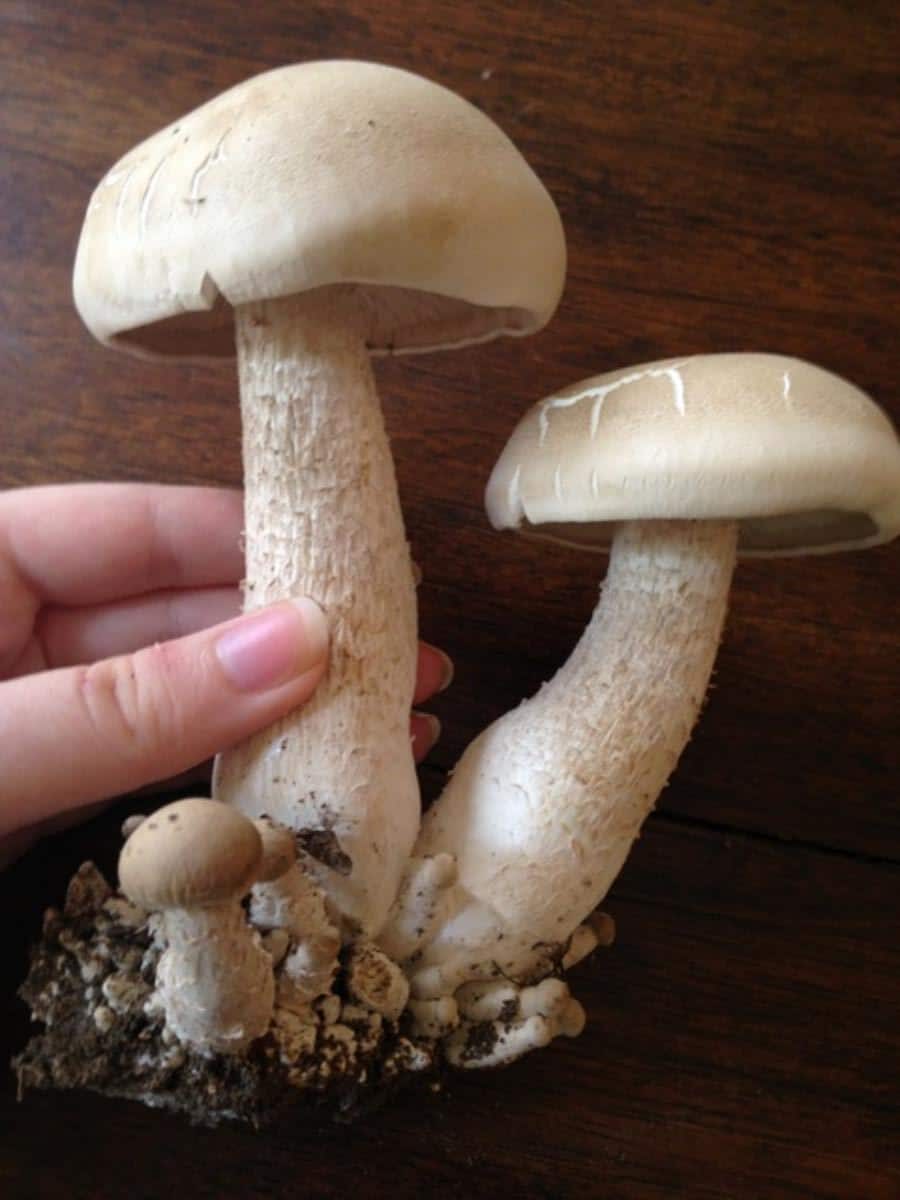 macrocybe titans 