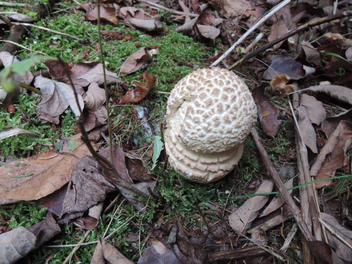 Amanita chrysoblema (Amanita muscaria var. alba)