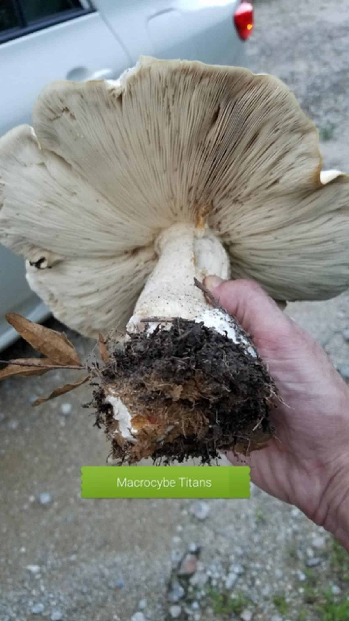 massive macrocybe titans