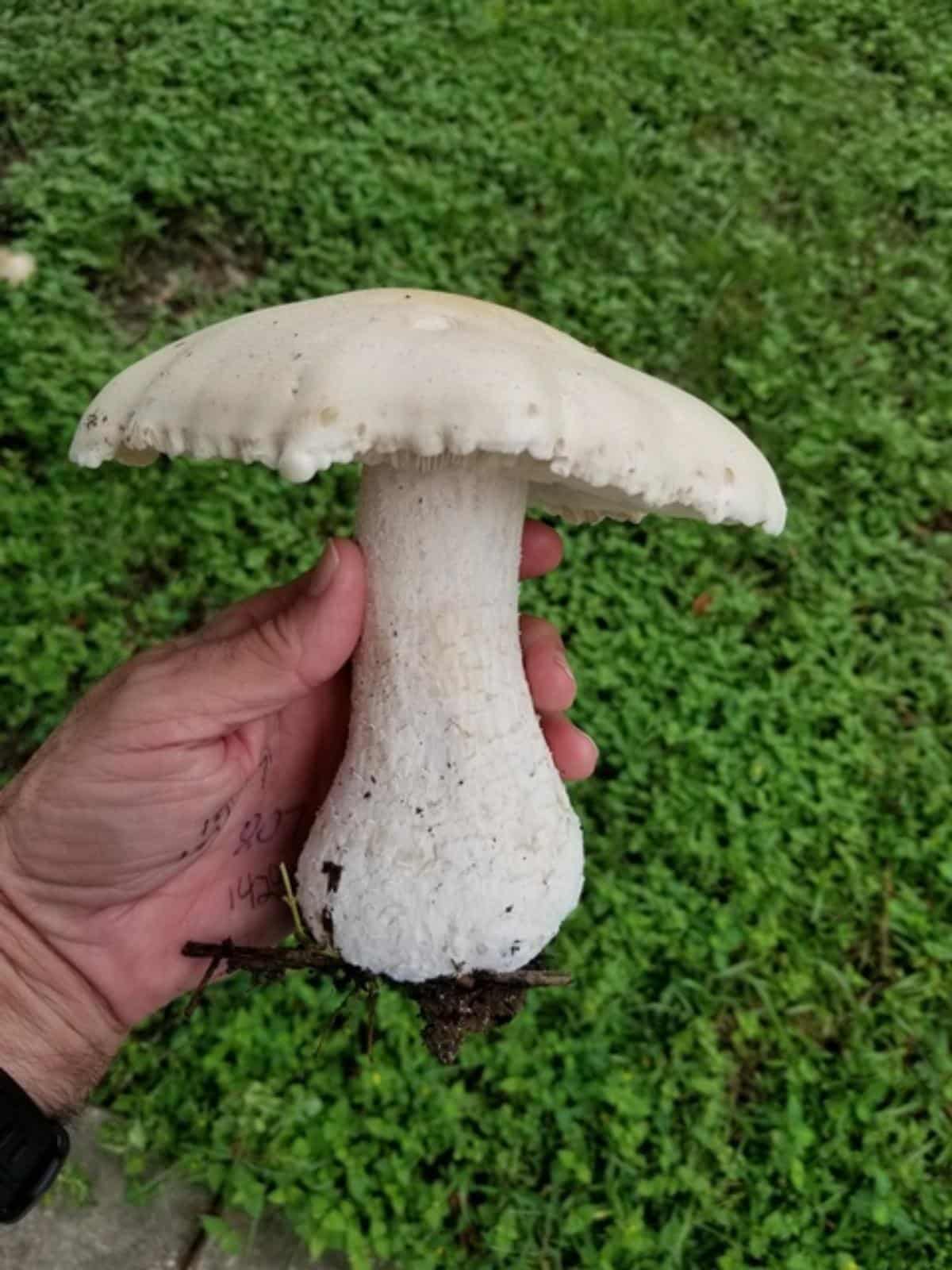 american titan mushroom