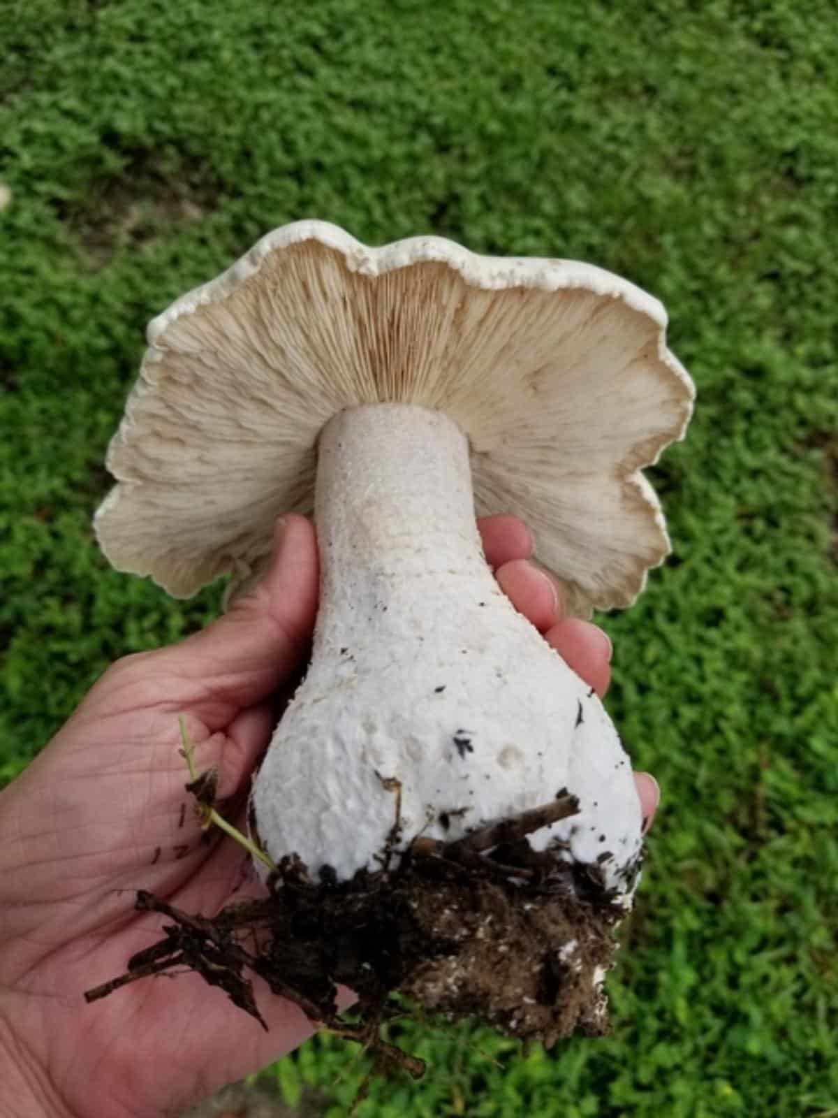 giant head mushroom