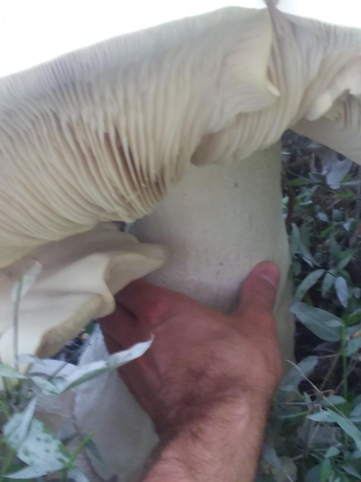 giant head american titan fungus