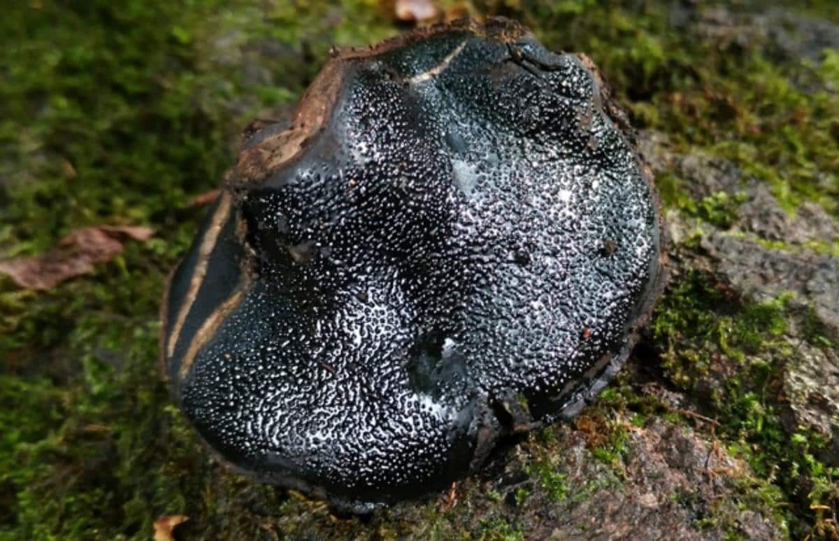 dog nose fungus