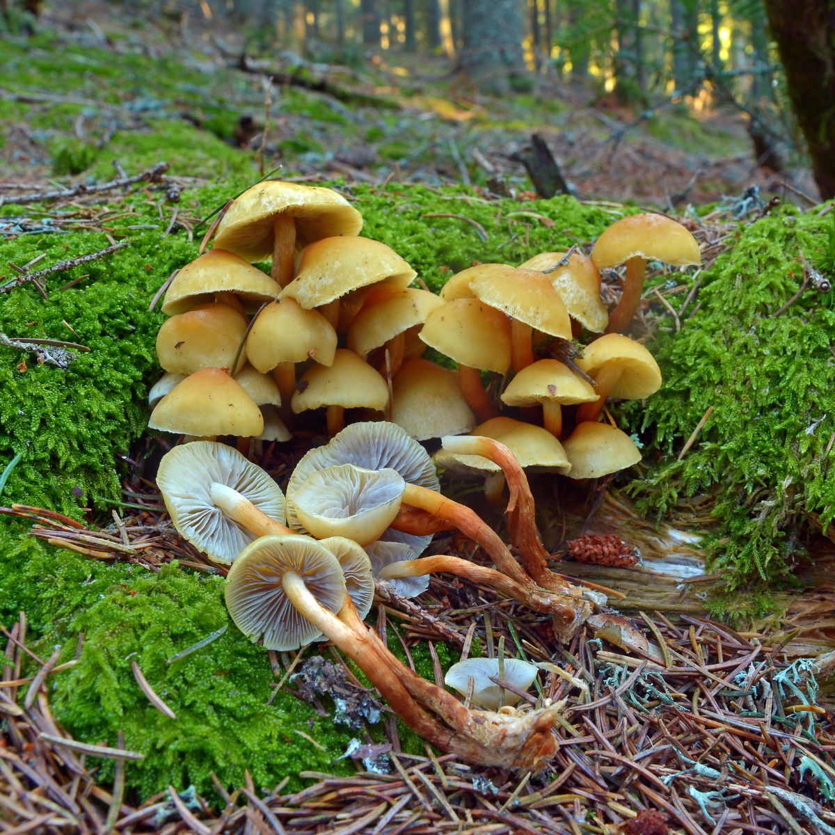 conifer tuft