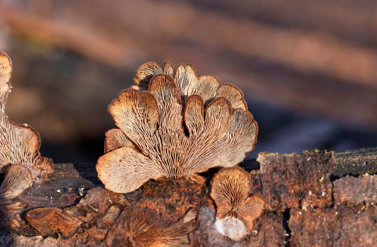 Lentinellus ursinus