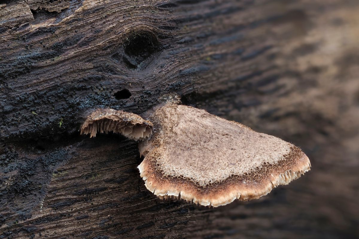 Lentinellus ursinus