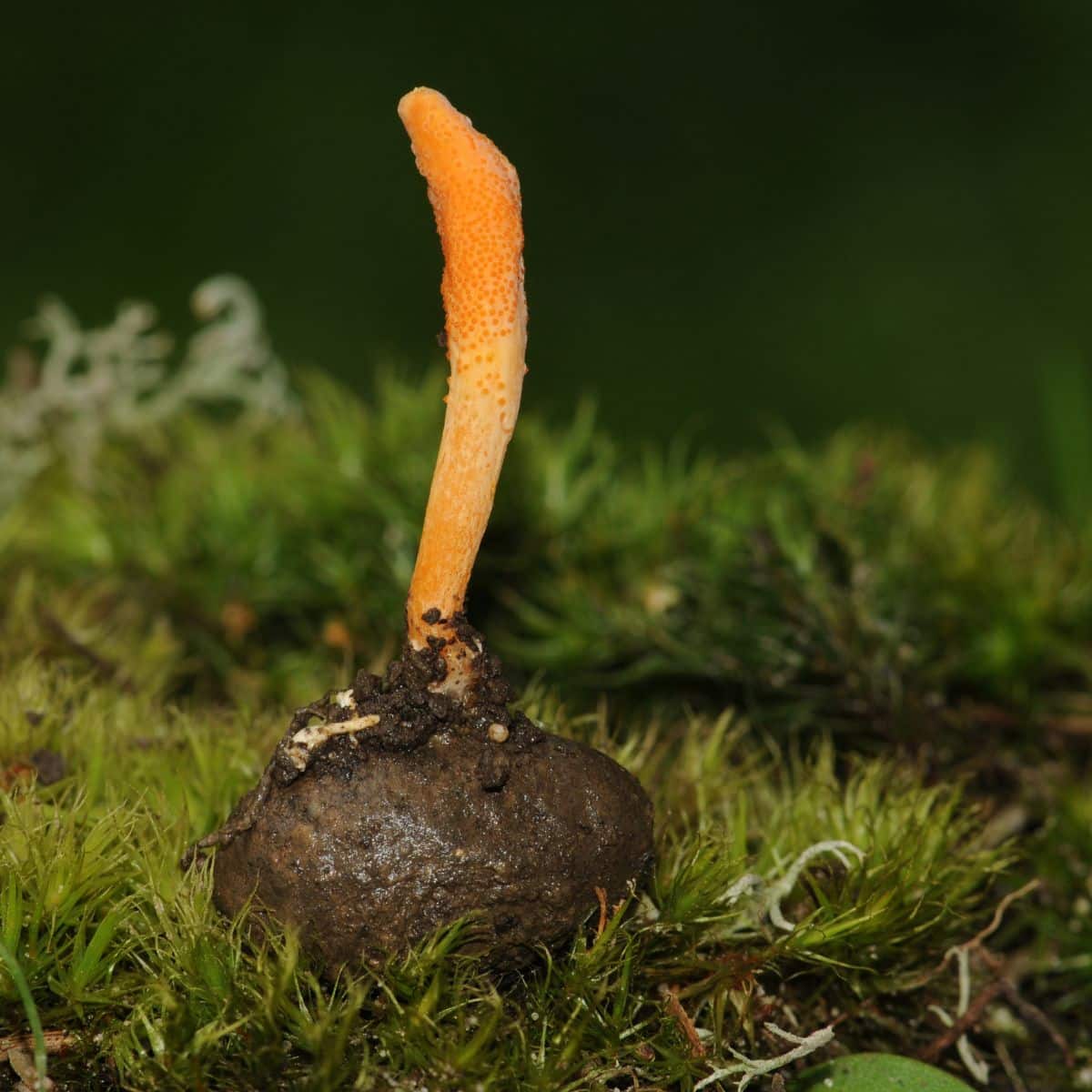 Cordyceps militaris erupting from a butterfly cocoon