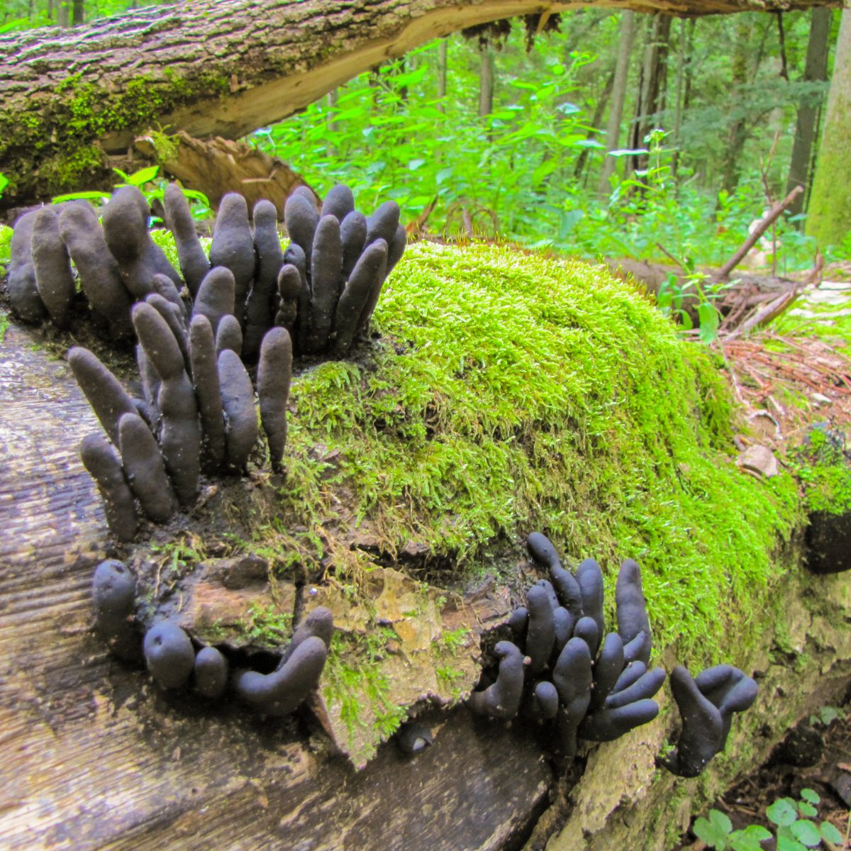 dead mans fingers