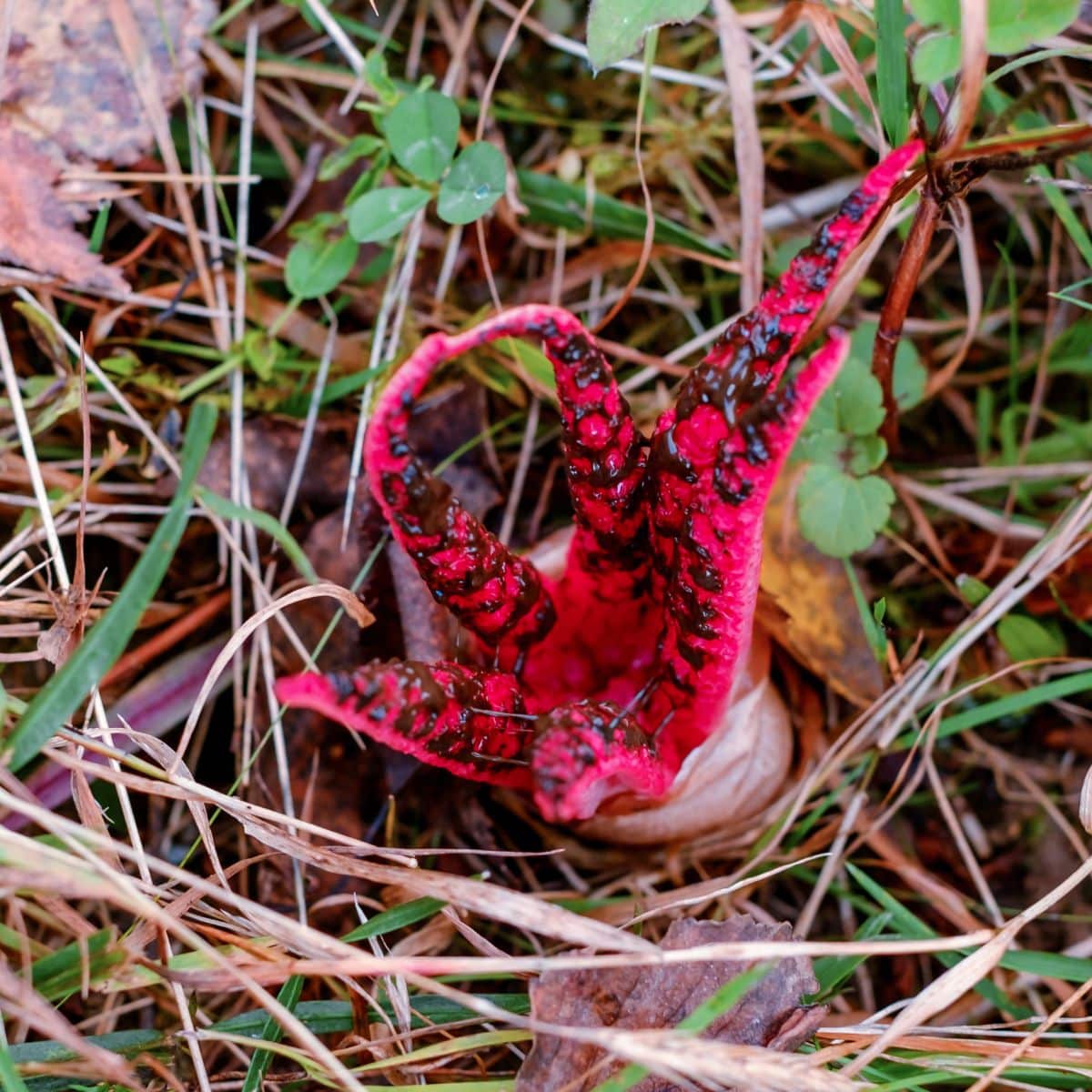 octopus stinkhorn