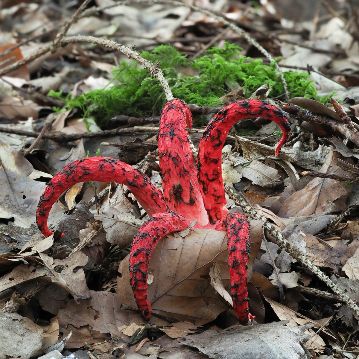 octopus stinkhorn