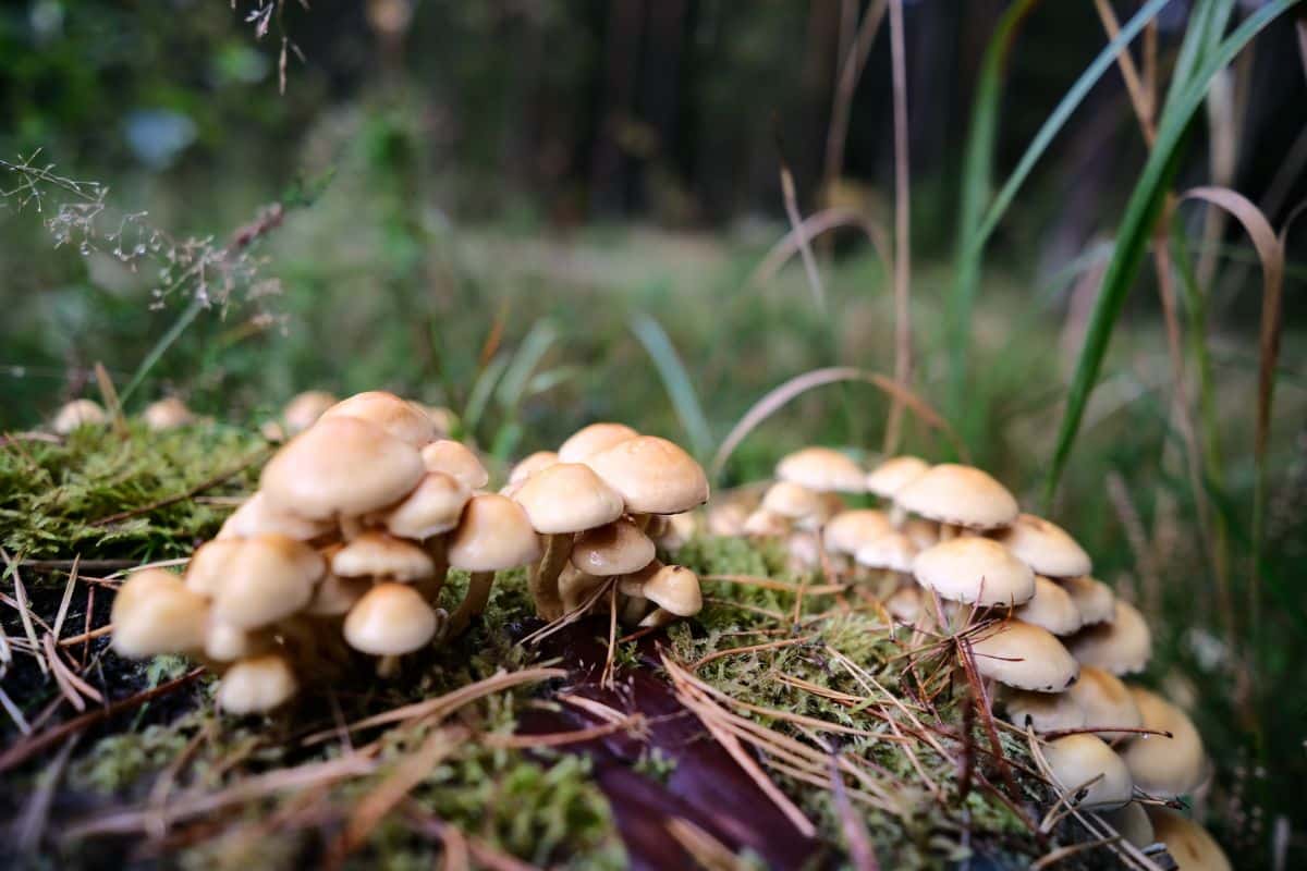 Hypholoma fasciculare