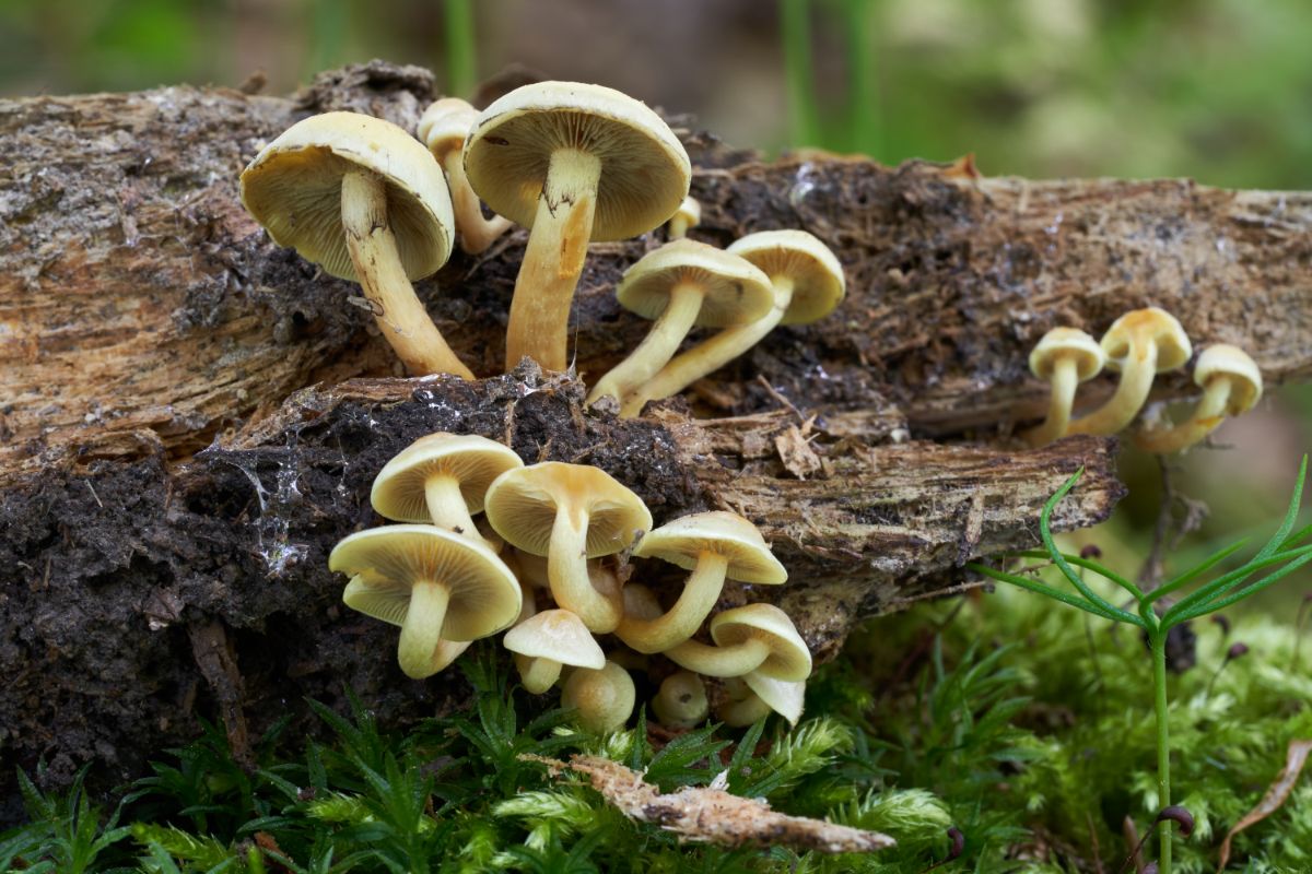 sulfur tuft mushrooms