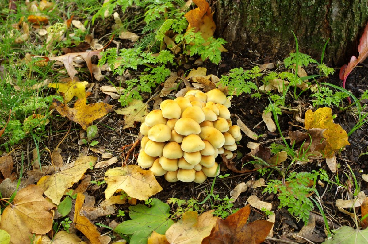 Hypholoma fasciculare