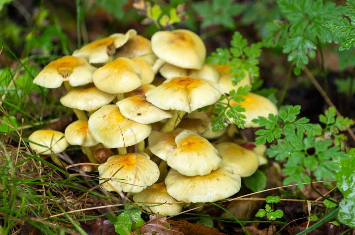 sulphur tufts