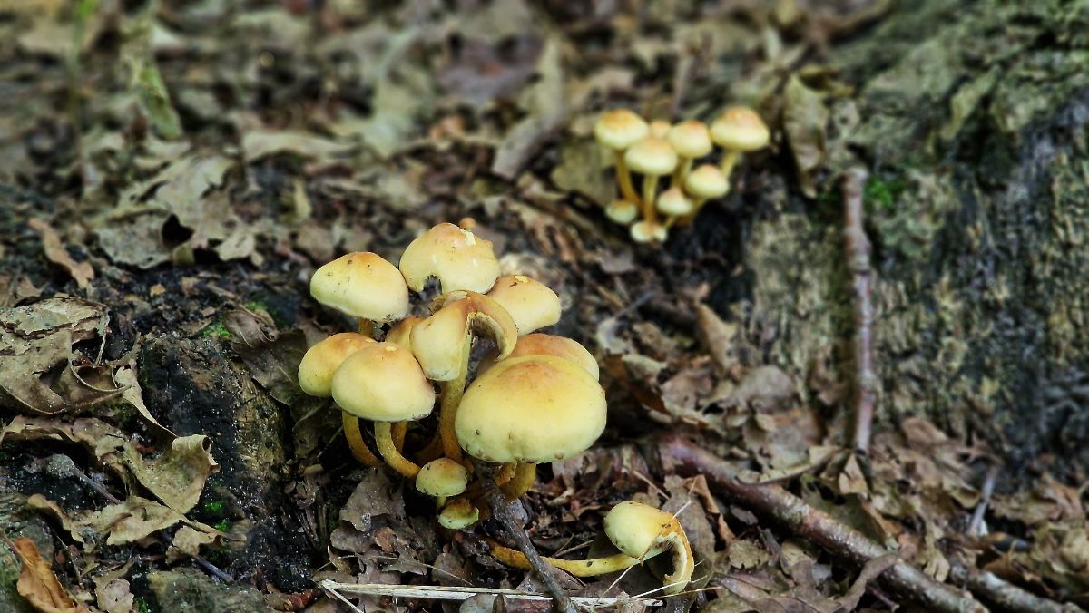 sulphur tuft