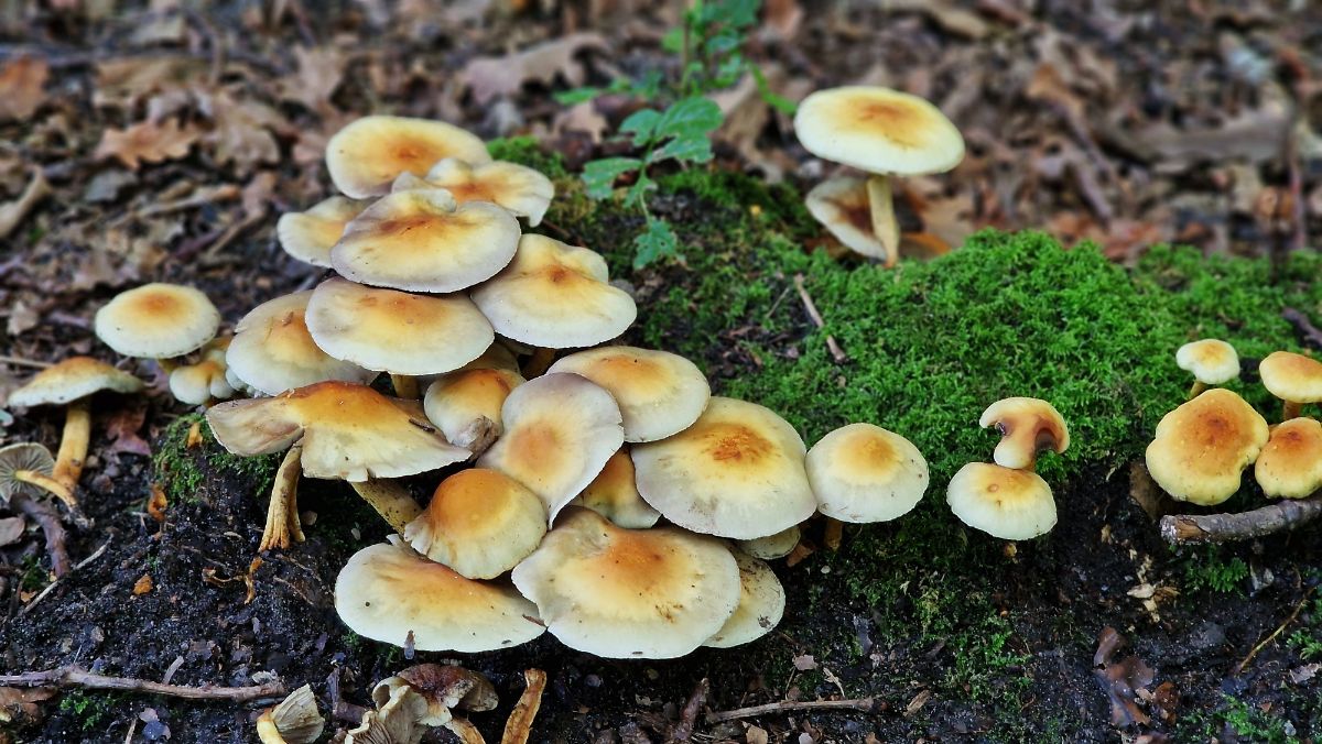 Hypholoma fasciculare