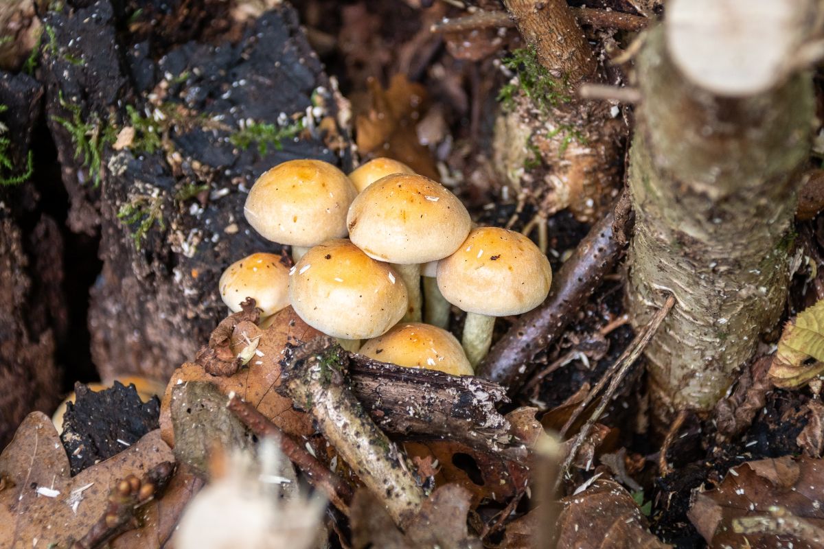 sulphur tufts