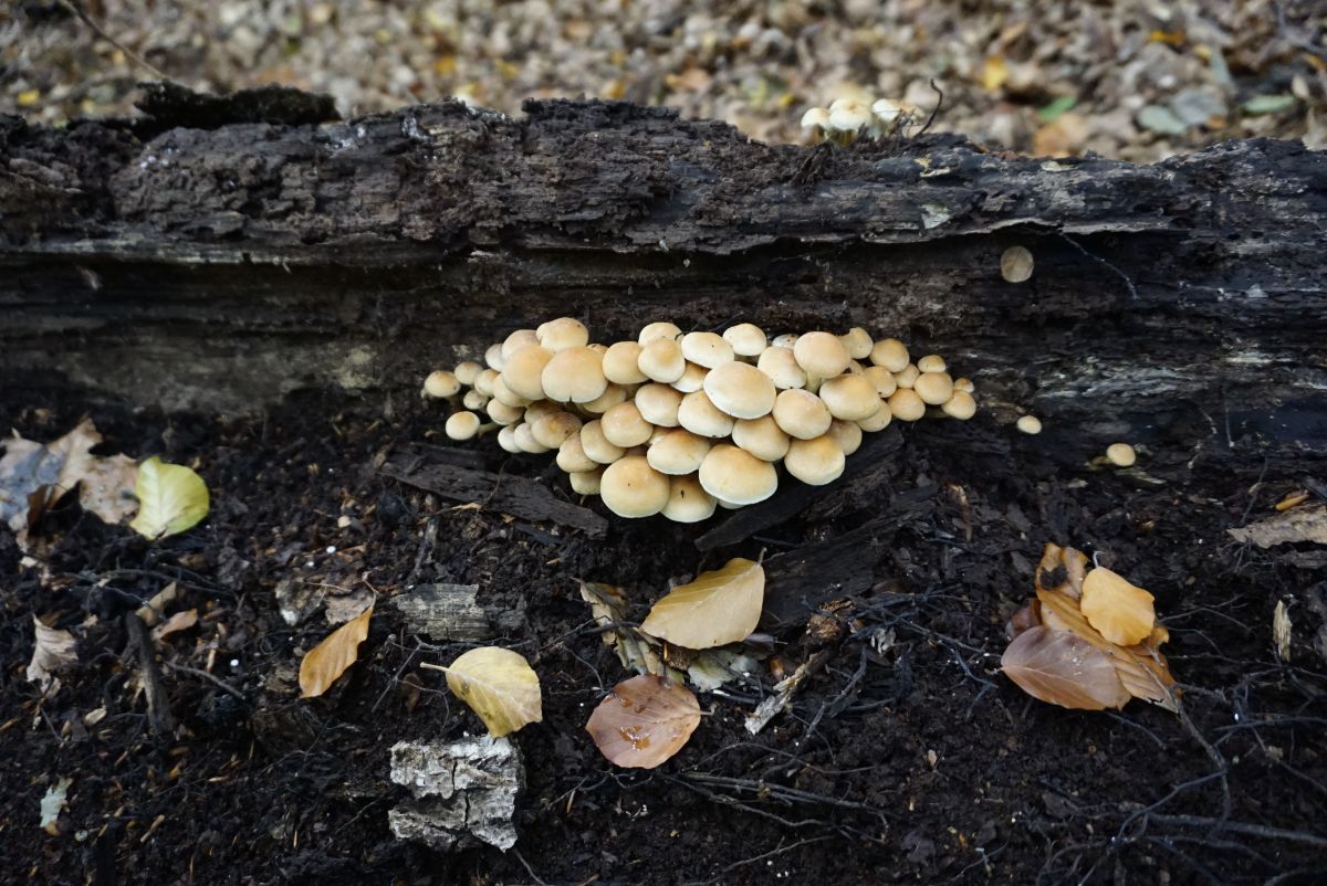 Hypholoma fasciculare