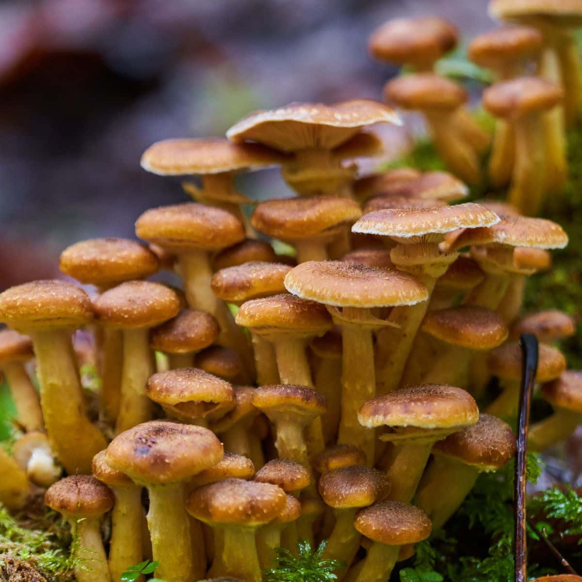 honey mushrooms