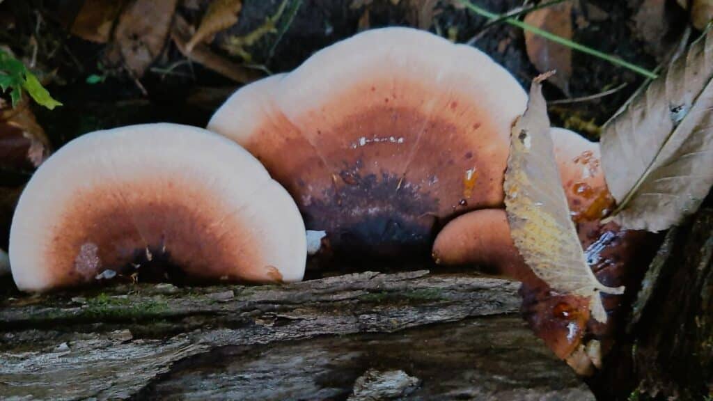 Resinous Polypore: Identification, Foraging, and Lookalikes - Mushroom ...