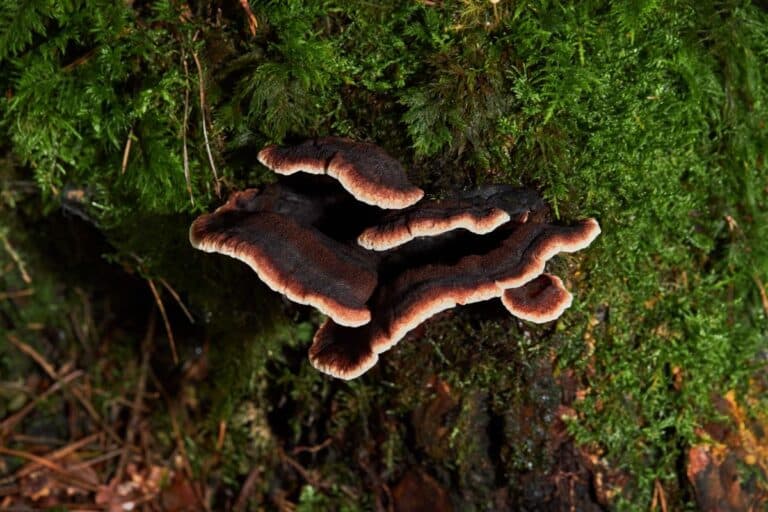Resinous Polypore: Identification, Foraging, and Lookalikes - Mushroom ...