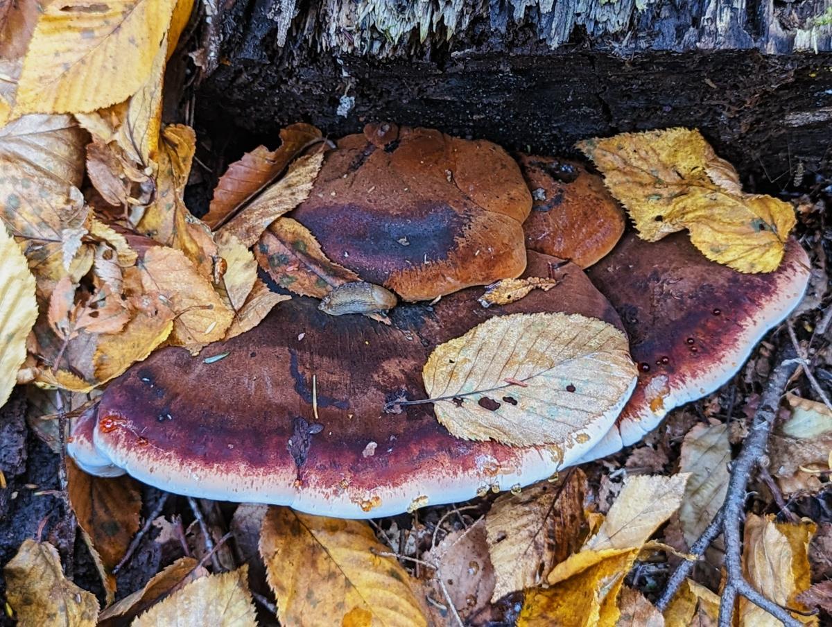 resinous polypore