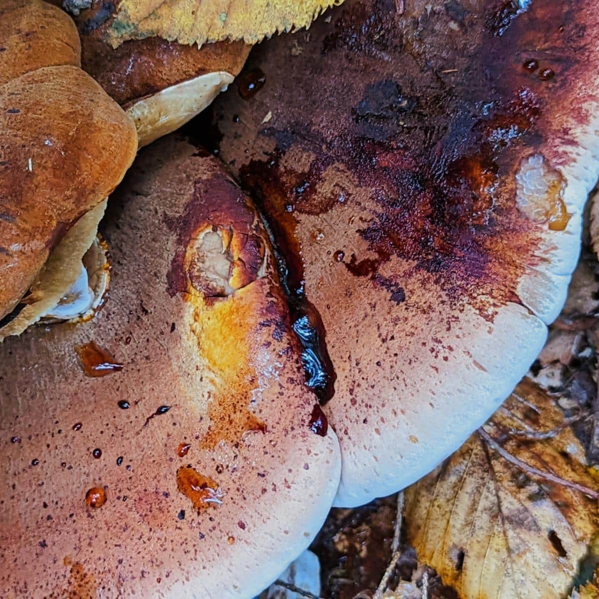 resinous polypore bleeding