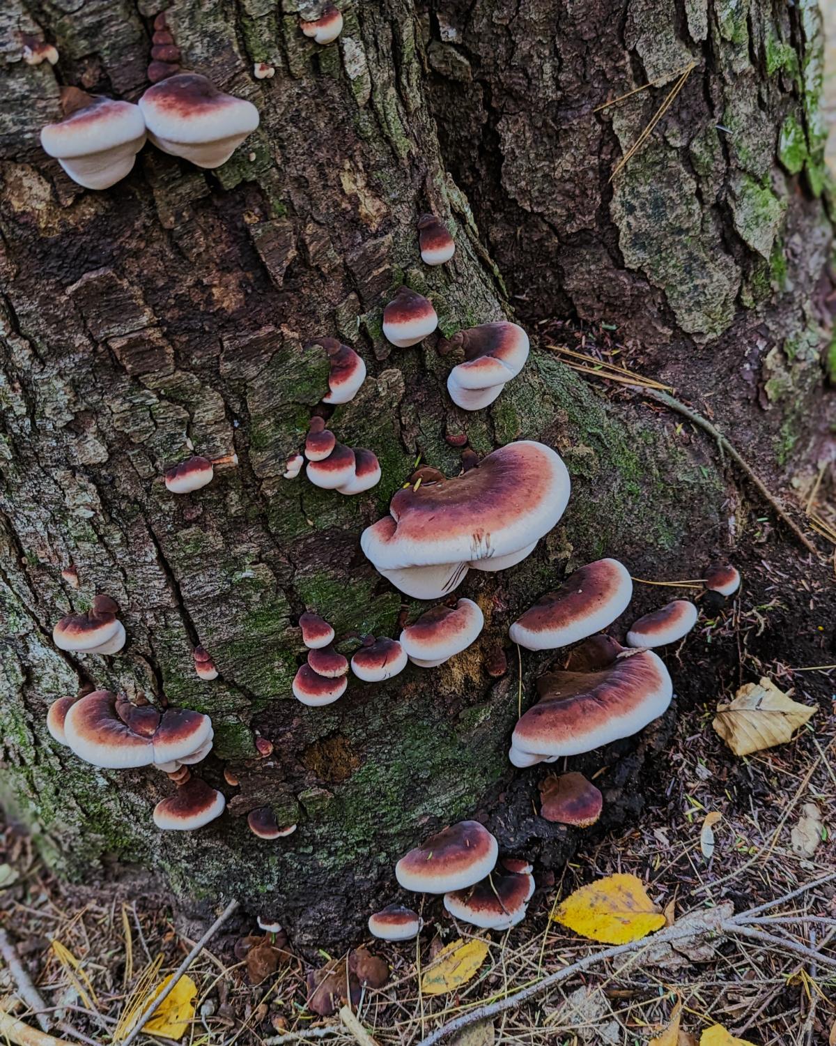 resinous polypores