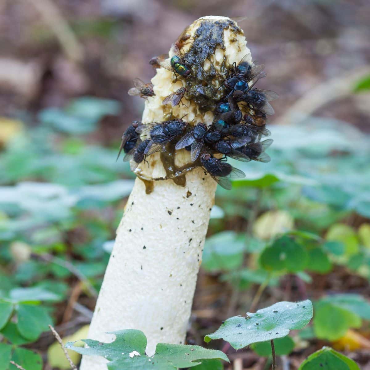 stinkhorn fungus