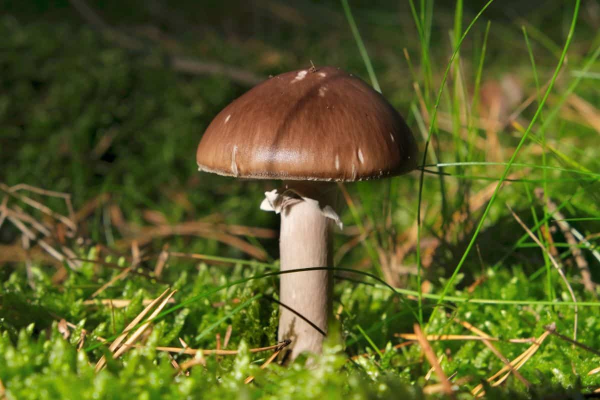 Stropharia rugoso-annulata