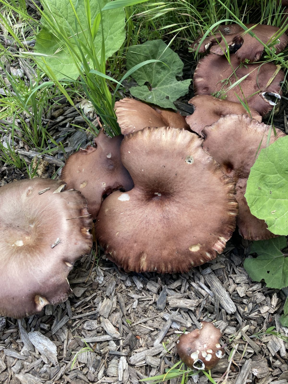 wine cap mushrooms