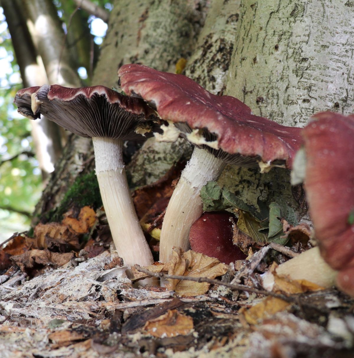 wine cap mushrooms
