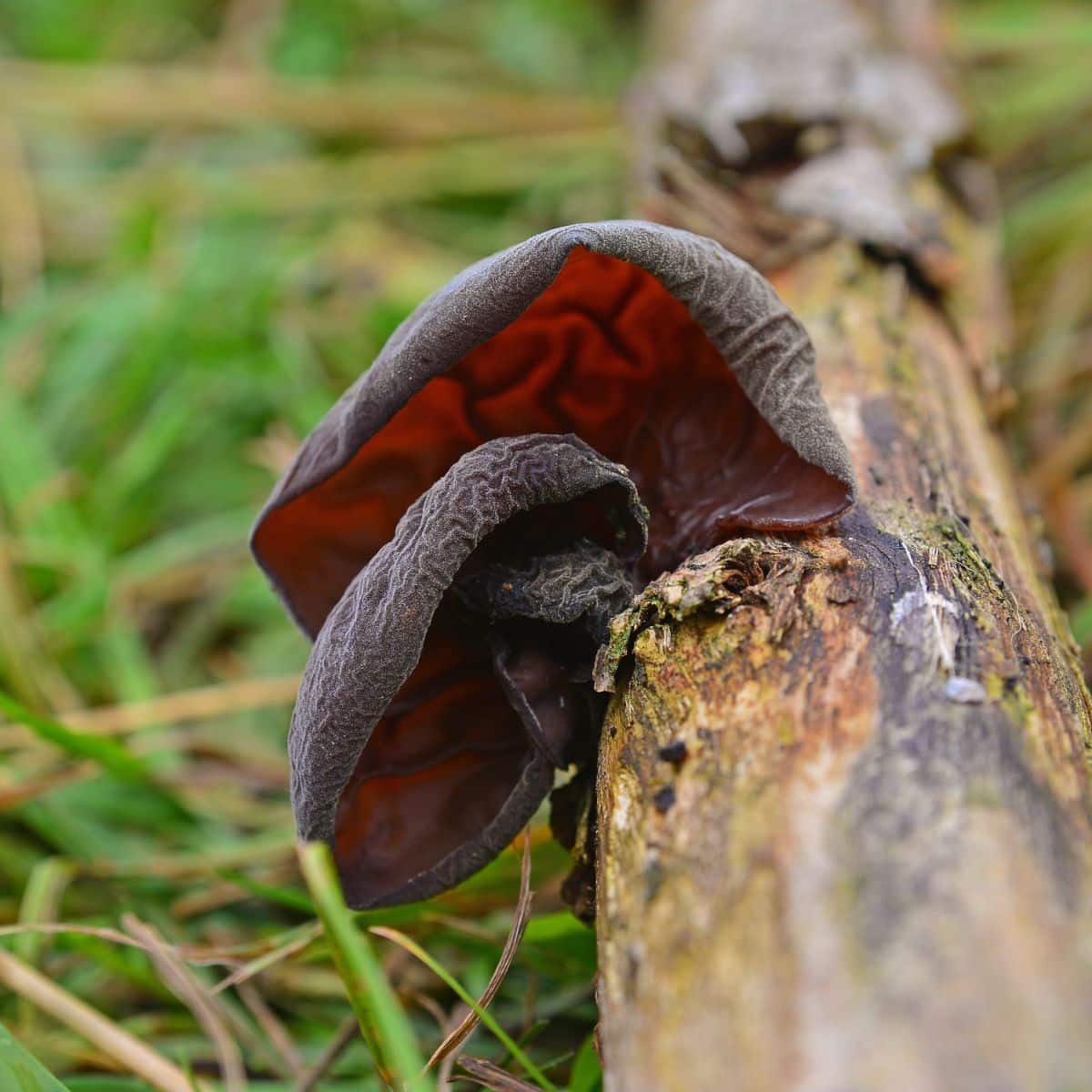 wood ear