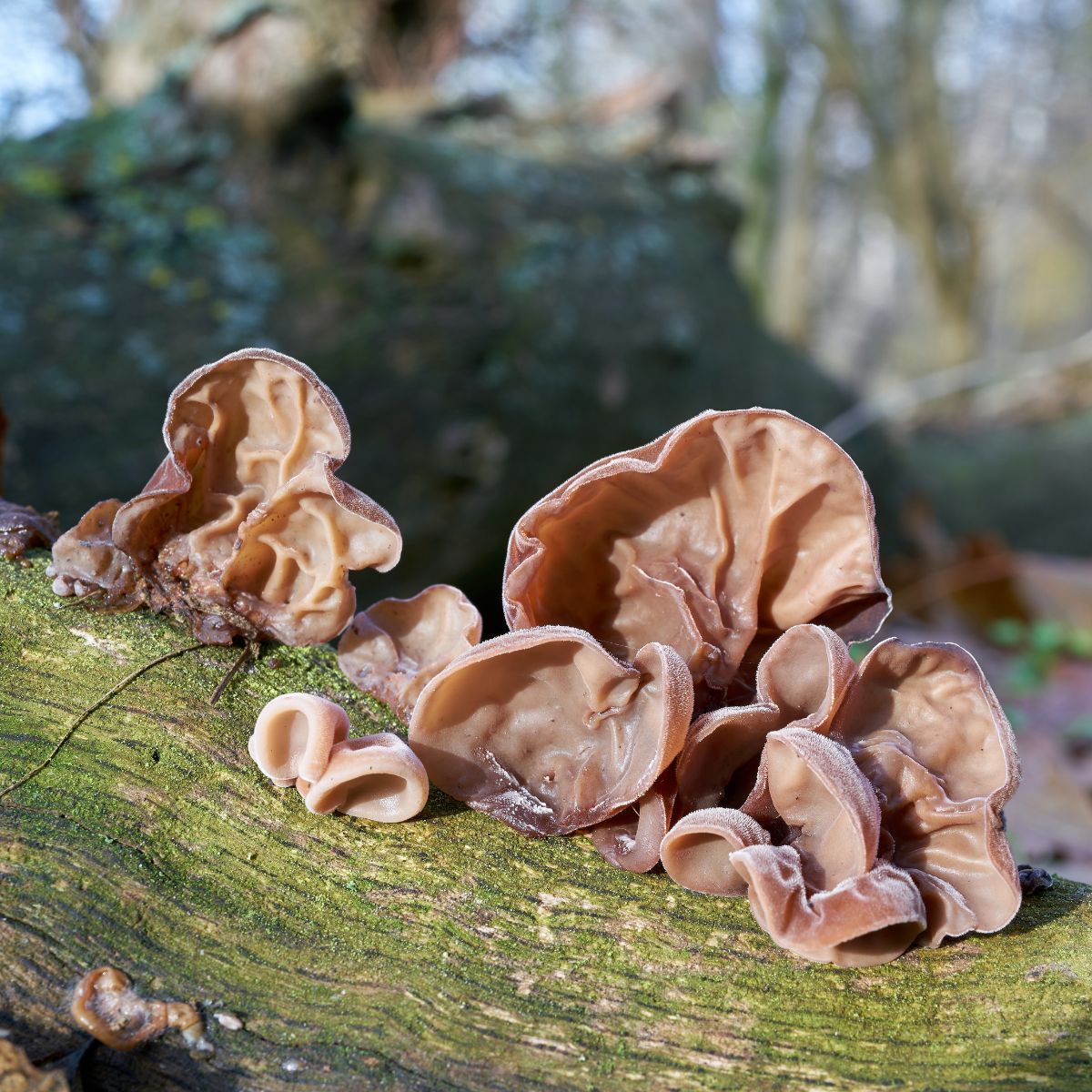 wood ear mushrooms