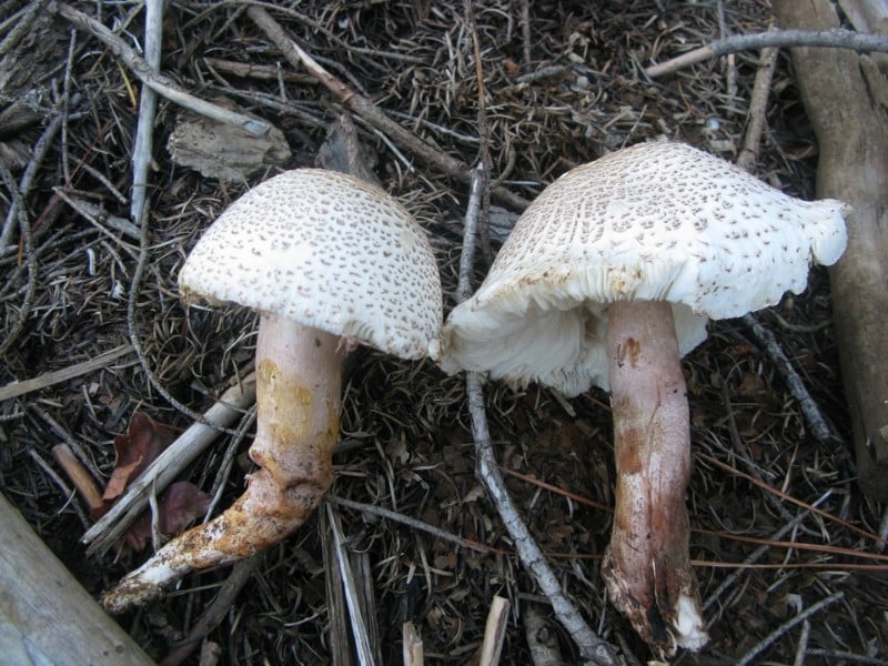 Leucoagaricus americanus