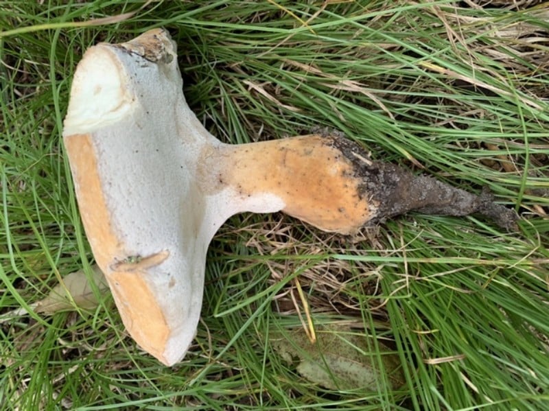 Rooting Polypore (Polyporus radicatus)